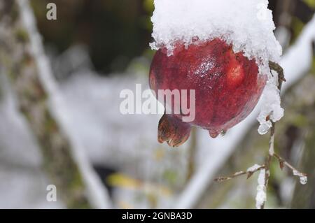 La frutta di melograno su un albero è coperta di neve in un giardino Foto Stock