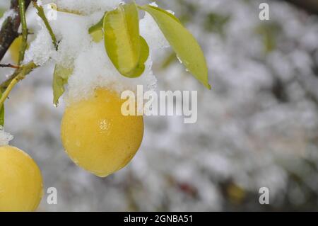 la frutta di limone su un albero è coperta di neve in un giardino Foto Stock