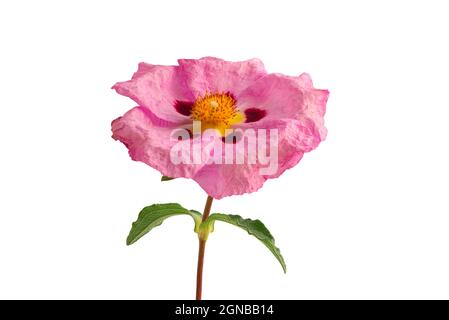 Famiglia Cistaceae o Rock Rose fiore isolato su sfondo bianco Foto Stock