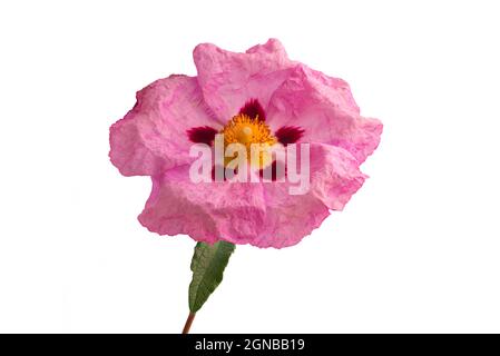 Famiglia Cistaceae o Rock Rose fiore isolato su sfondo bianco Foto Stock