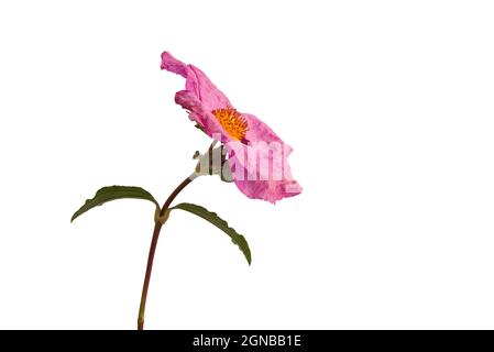 Famiglia Cistaceae o Rock Rose fiore isolato su sfondo bianco Foto Stock