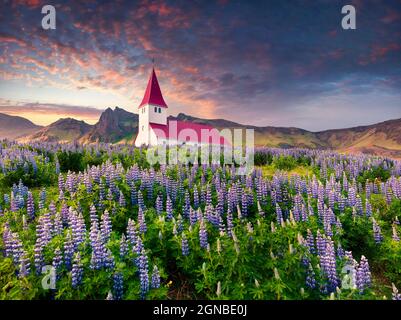 Chiesa di Vik i Myrdal circondata da fiori lupini in fiore nel villaggio di Vik. Drammatica alba estiva in Islanda, in Europa. Stile artistico post processe Foto Stock