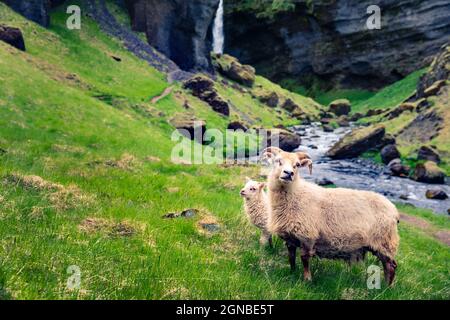 Capra con due babie su un prato verde. Colorata mattinata estiva vicino alla cascata di Kvernufoss in Islanda, Europa. Foto elaborata in stile artistico. Foto Stock