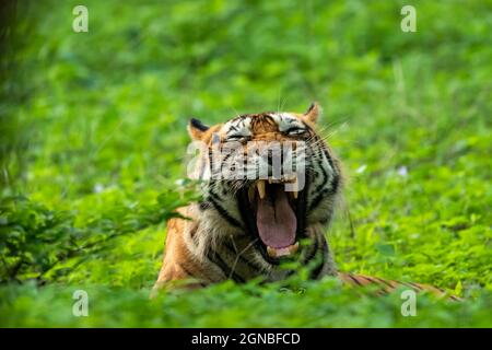 arrabbiata tigre reale bengala maschio yawing con lunghi canini in naturale monsone verde stagione piovosa durante la fauna selvatica safari all'aperto nella foresta di centrale Foto Stock