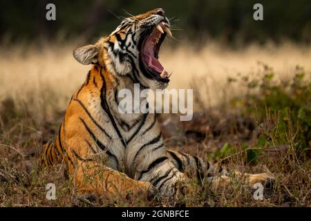 arrabbiata tigre reale bengala femmina yawing con canini lunghi nella stagione invernale fredda durante il safari all'aperto della fauna selvatica nella foresta dell'india centrale - panthe Foto Stock