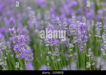Primo piano di Lavandula angustifolia ‘Cedar Blue’ una lavanda compatta con fiori profumati, Inghilterra, Regno Unito Foto Stock
