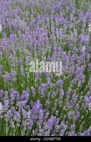 Primo piano di Lavandula angustifolia ‘Cedar Blue’ una lavanda compatta Foto Stock