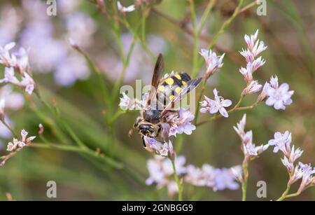 Colpa sexmaculata, grande wasp sp, nutrendo su fiori selvatici, Aveiro, Portogallo. Foto Stock