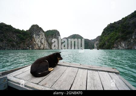 Baia di LAN ha nella città di Hai Phong nel nord del Vietnam Foto Stock