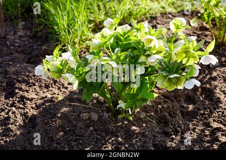 Helleboro in giardino biologico, noto come rosa invernale, rosa natalizia e rosa quaresimale. Nome di famiglia Ranunculaceae, nome scientifico Helleboudes Foto Stock