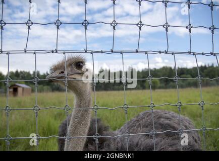 Uno struzzo guarda la macchina fotografica attraverso una griglia di metallo nello zoo. Foto Stock