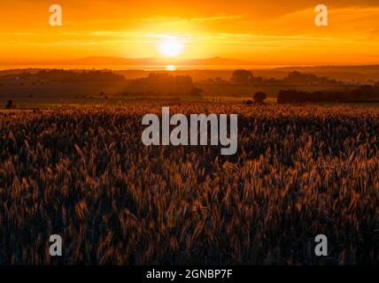 Campo di grano al tramonto con il colorato cielo arancione che guarda attraverso Firth of Forth fino a Lomond Hills a Fife, Scozia, Regno Unito Foto Stock