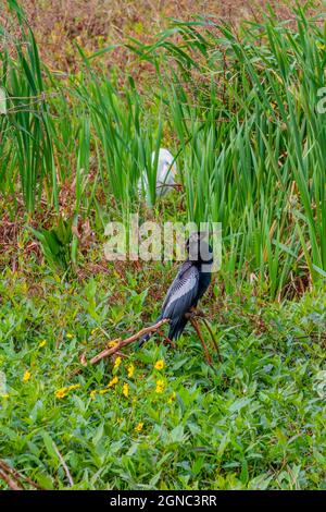 Il nero Anhinga arroccato su un ramoscello di fronte al Grande Egret al Circle-B-Bar Reserve in Florida Foto Stock