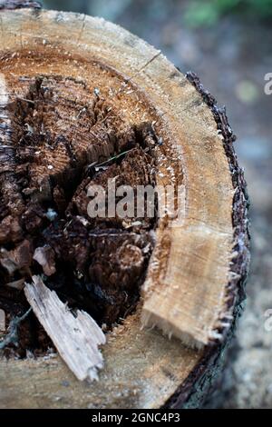 Moncone nella foresta di un vecchio albero Foto Stock