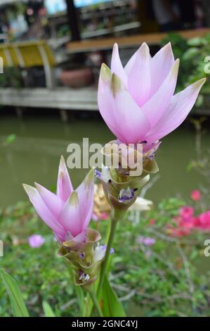 Curcuma alismatifolia aka Siam Tulipani fioriti sul lato di un fiume in Ayutthaya, Thailandia Foto Stock