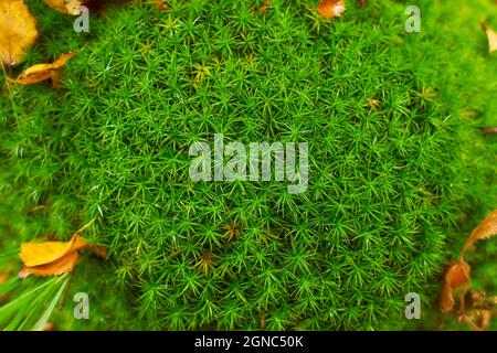 Rigida clubmuss (Lycopodium annotinum) che copre il suolo forestale in Irlanda Foto Stock