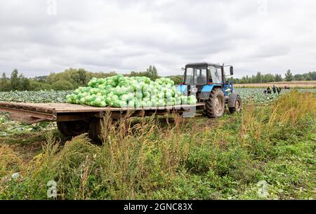 Novgorod, Russia - 30 agosto 2021: Trattore agricolo bielorusso che lavora alla raccolta di cavoli Foto Stock