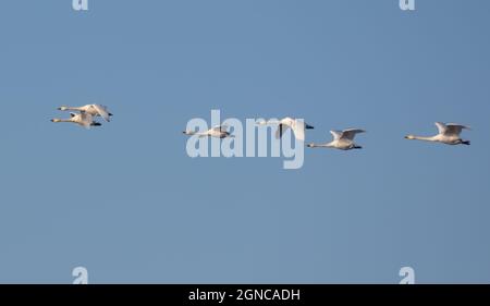 Gregge di cigni di Tundra (Cygnus columbianus) migra in volo su cielo di sorgente blu chiaro Foto Stock