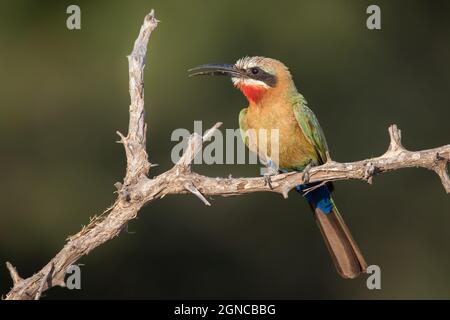 Un apicologeo dal fronte bianco, Merops bullockoides, siede su un ramo Foto Stock