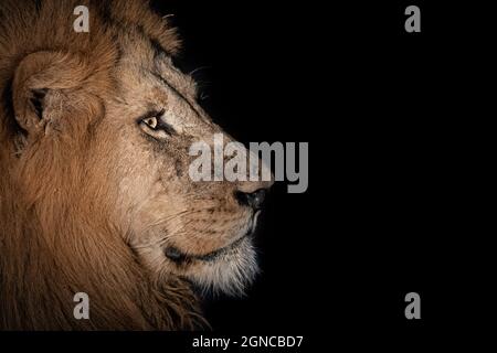 Il profilo laterale di un leone maschio, Panthera leo, nel buio Foto Stock