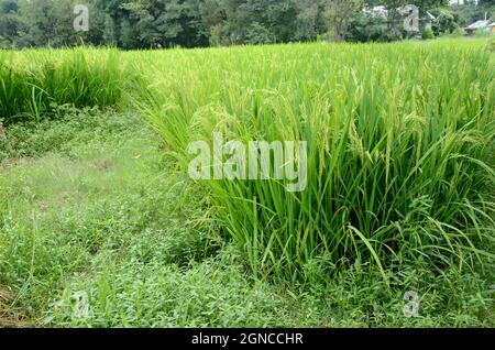Grappoli di erba verde rigogliosa che crescono sulla fattoria Foto Stock