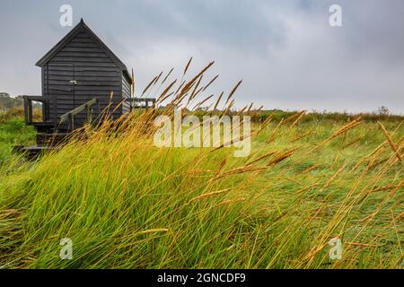 Erbe dorate che crescono fuori da una capanna di Crabbing a Walberswick, Suffolk, Inghilterra Foto Stock