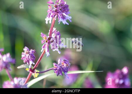 Ape miele occidentale visitando fiori Foto Stock