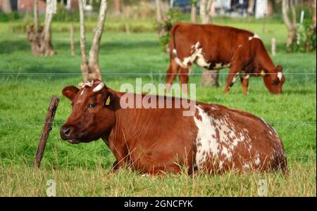 Due belle mucche bianche rosse con corna. Assomiglia ad una vecchia razza olandese chiamata MRIJ. Ma possono anche essere Red Holstein Frisone. Foto Stock