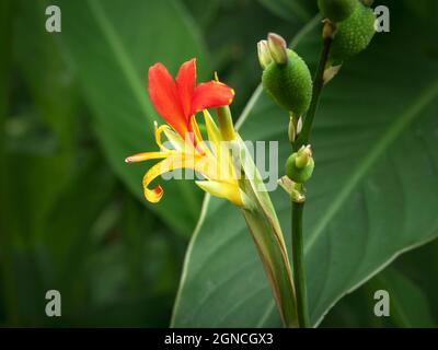 Fiore di giglio di canna, frutta e foglie verdi Foto Stock