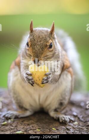 Westminster, Londra, Regno Unito. 24 settembre 2021. Uno scoiattolo grigio, chiamato anche scoiattolo grigio orientale scoiattolo grigio orientale (Sciurus carolinensis) felicemente mangiare e mungere su un pezzo di mela al sole del pomeriggio. Credit: Imagplotter/Alamy Live News Foto Stock