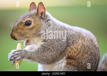 Westminster, Londra, Regno Unito. 24 settembre 2021. Uno scoiattolo grigio, chiamato anche scoiattolo grigio orientale scoiattolo grigio orientale (Sciurus carolinensis) felicemente mangiare e mungere su un pezzo di mela al sole del pomeriggio. Credit: Imagplotter/Alamy Live News Foto Stock