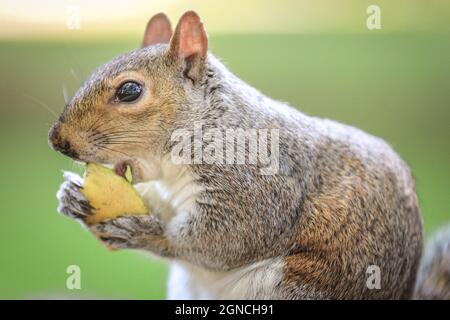 Westminster, Londra, Regno Unito. 24 settembre 2021. Uno scoiattolo grigio, chiamato anche scoiattolo grigio orientale scoiattolo grigio orientale (Sciurus carolinensis) felicemente mangiare e mungere su un pezzo di mela al sole del pomeriggio. Credit: Imagplotter/Alamy Live News Foto Stock