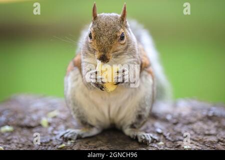 Westminster, Londra, Regno Unito. 24 settembre 2021. Uno scoiattolo grigio, chiamato anche scoiattolo grigio orientale scoiattolo grigio orientale (Sciurus carolinensis) felicemente mangiare e mungere su un pezzo di mela al sole del pomeriggio. Credit: Imagplotter/Alamy Live News Foto Stock