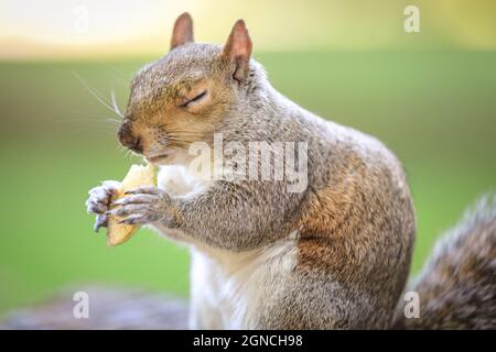 Westminster, Londra, Regno Unito. 24 settembre 2021. Uno scoiattolo grigio, chiamato anche scoiattolo grigio orientale scoiattolo grigio orientale (Sciurus carolinensis) felicemente mangiare e mungere su un pezzo di mela al sole del pomeriggio. Credit: Imagplotter/Alamy Live News Foto Stock