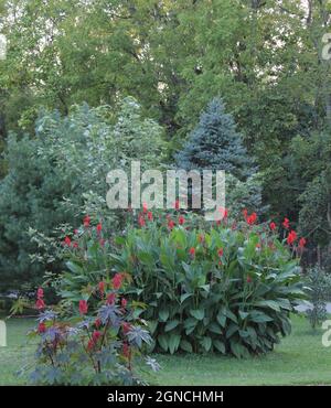 Fiori tropicali sul lato del paese. Foto Stock