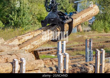 Una gru con ganasce carica tronchi di albero nei carri Foto Stock