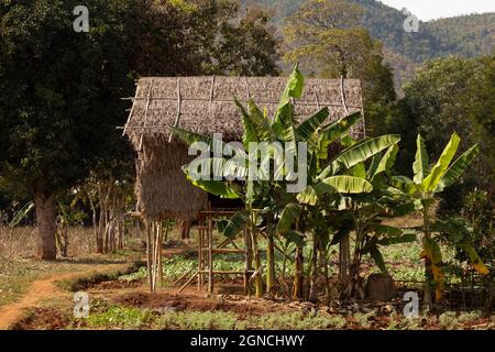 Un rifugio elevato, fiancheggiato da alberi di banana, tra zone umide e campi agricoli, vicino al lago Inle, Stato Shan, Myanmar Foto Stock