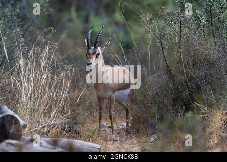 Una gazzella maschile di montagna nel parco nazionale della valle delle gazzelle, Gerusalemme, Israele. Data di scatto 11.09.2021 Foto Stock