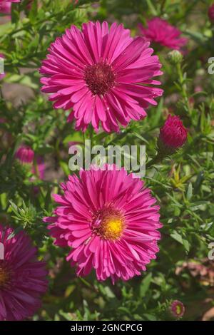 Fiore in fiore comunemente noto come New England aster nel giardino. Conosciuto anche come Symphyotrichum novae-angliae, Aster novae-angliae, Michaelmas-d peloso Foto Stock