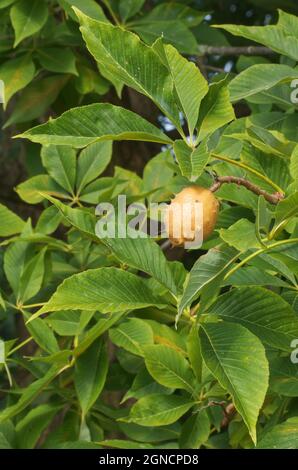Aesculus flava, buckeye giallo, buckeye comune o buckeye dolce. Semi dell'albero di flava di Aesculus. Primo piano. Foto Stock