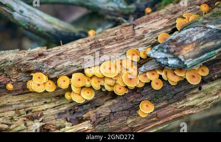 Vista dall'alto di molti funghi arancioni colorati che crescono su un ceppo morto. Foto Stock