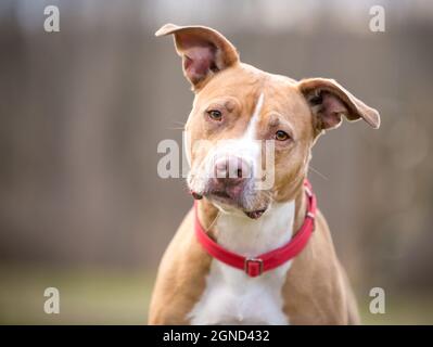 Un amico rosso e bianco Pit Bull Terrier cane di razza mista con grandi orecchie floppy e con un colletto rosso Foto Stock