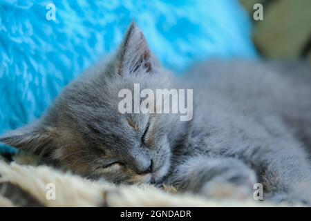 primo piano di un piccolo gattino sonnolento sullo sfondo di un cuscino blu Foto Stock