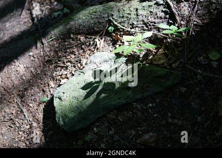 Vista dall'alto di un tronco di muschio, foglie cadute e piante sotto la luce del sole in una foresta Foto Stock