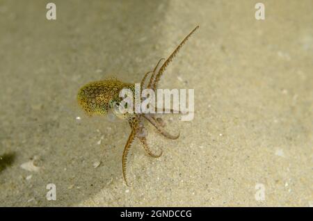 Southern Dumpling Squid, Euprymna tasmanica, a Kurnell, nuovo Galles del Sud, Australia. Profondità: M. Foto Stock