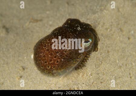 Southern Dumpling Squid, Euprymna tasmanica, a Kurnell, nuovo Galles del Sud, Australia. Profondità: M. Foto Stock