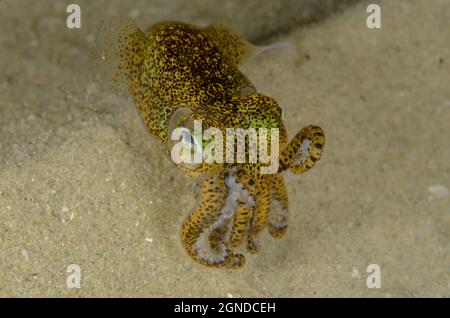 Southern Dumpling Squid, Euprymna tasmanica, a Kurnell, nuovo Galles del Sud, Australia. Profondità: M. Foto Stock