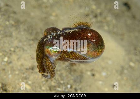 Southern Dumpling Squid, Euprymna tasmanica, a Manly, nuovo Galles del Sud, Australia. Profondità: 1,7m. Foto Stock