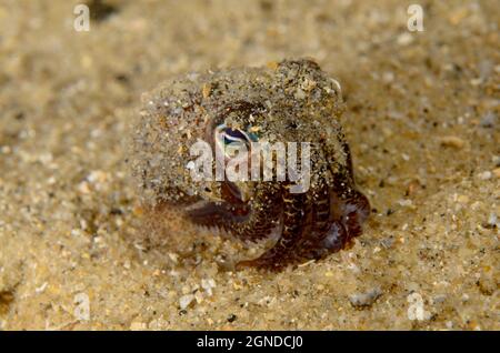 Southern Dumpling Squid, Euprymna tasmanica, a Manly, nuovo Galles del Sud, Australia. Profondità: 4,3 m. Foto Stock