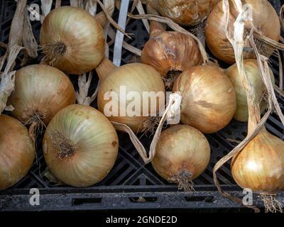 Cipolle coltivate in casa che asciugano su una rastrelliera Foto Stock